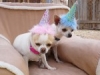 Phx Pet Parties, Phx Doggie Day Care, Doggie Play Dates Phx, Dog Boarding Phx0