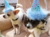 Phx Pet Parties, Phx Doggie Day Care, Doggie Play Dates Phx, Dog Boarding Phx0