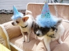 Phx Pet Parties, Phx Doggie Day Care, Doggie Play Dates Phx, Dog Boarding Phx