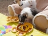 Phx Pet Parties, Phx Doggie Day Care, Doggie Play Dates Phx, Dog Boarding Phx0