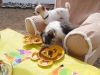 Phx Pet Parties, Phx Doggie Day Care, Doggie Play Dates Phx, Dog Boarding Phx