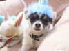 Phx Pet Parties, Phx Doggie Day Care, Doggie Play Dates Phx, Dog Boarding Phx0
