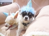 Phx Pet Parties, Phx Doggie Day Care, Doggie Play Dates Phx, Dog Boarding Phx